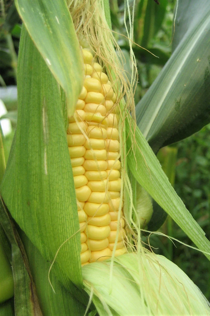 Hudson Valley Seed Co. Ashworth Sweet Corn Seeds - Image 2