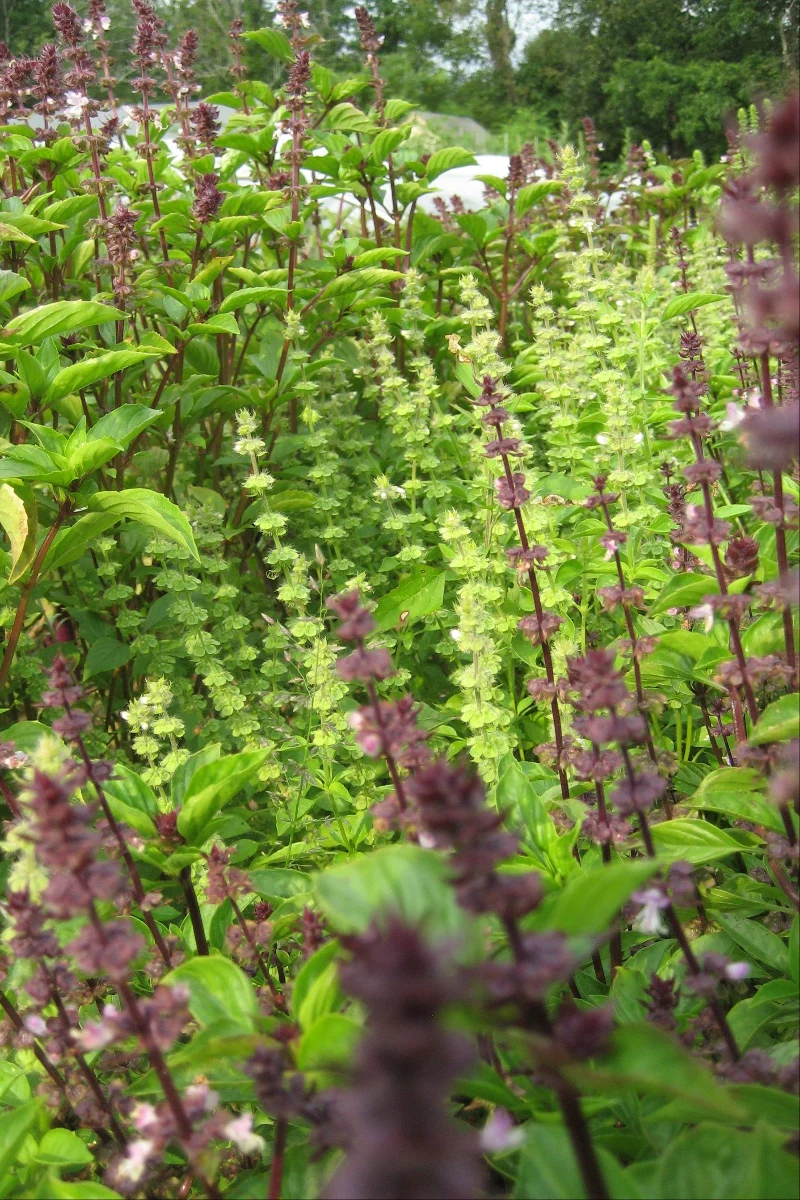 Hudson Valley Seed Co. Basil Bouquet Seeds - Image 2
