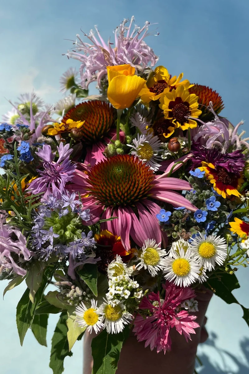 Hudson Valley Seed Co. Bee Nectary Mix Seeds - Image 2