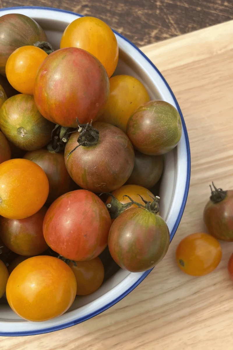 Hudson Valley Seed Co. Bumble Bee Mix Cherry Tomato Seeds - Image 2