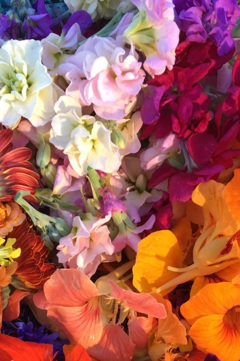Hudson Valley Seed Co. Edible Flower Mix - Image 2