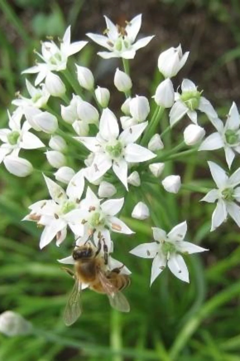 Hudson Valley Seed Co. Garlic Chives - Image 2