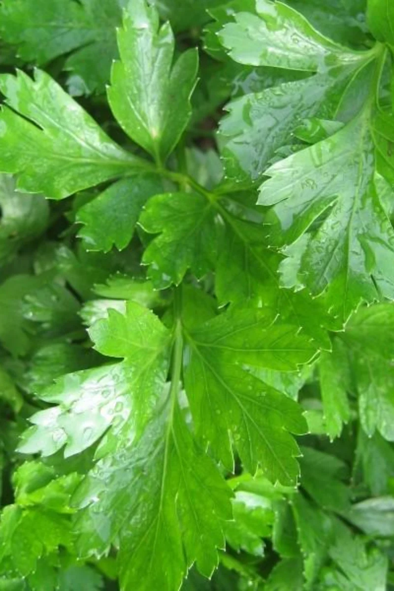 Hudson Valley Seed Co. Gigante d' Italia Parsley Seeds - Image 2