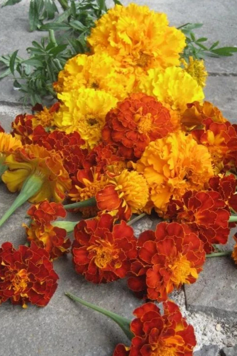 Hudson Valley Seed Co. Marigold Medley Seeds - Image 2