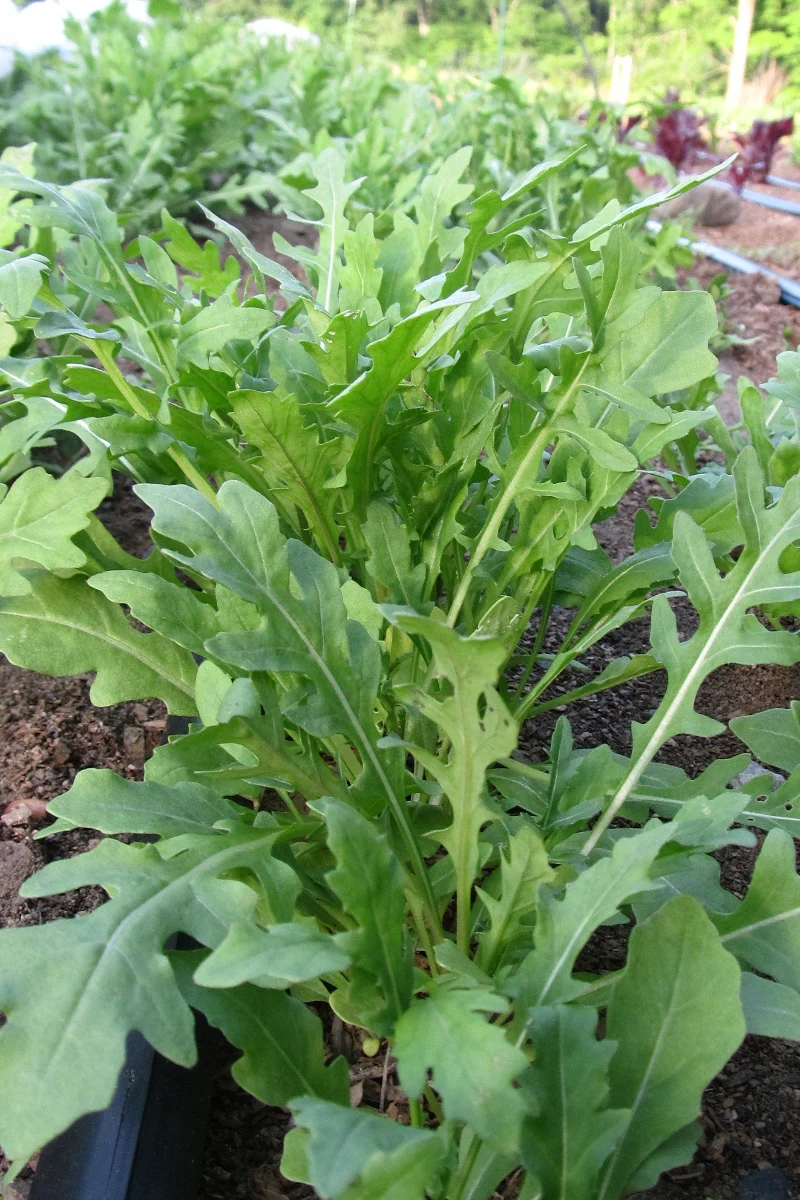 Hudson Valley Seed Co. Wild Arugula Seeds - Image 2