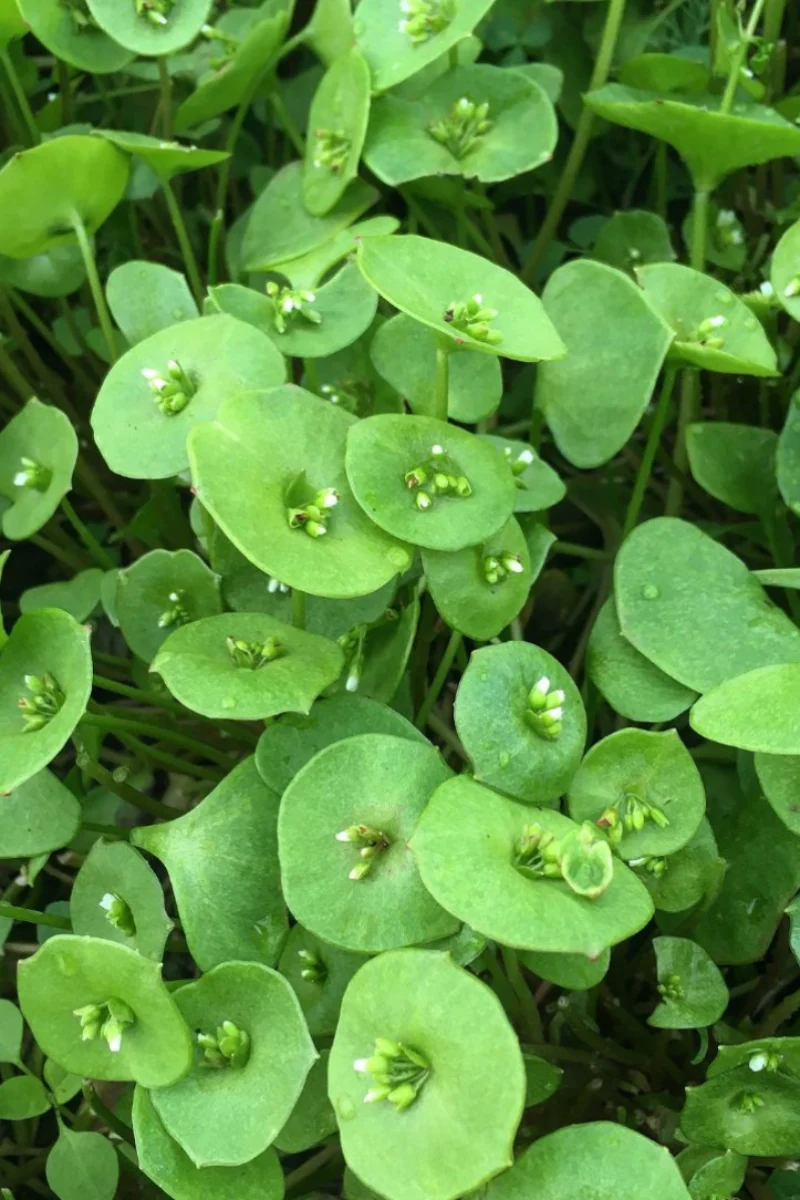 Hudson Valley Seed Co. Winter Greens Mix Seeds - Image 2