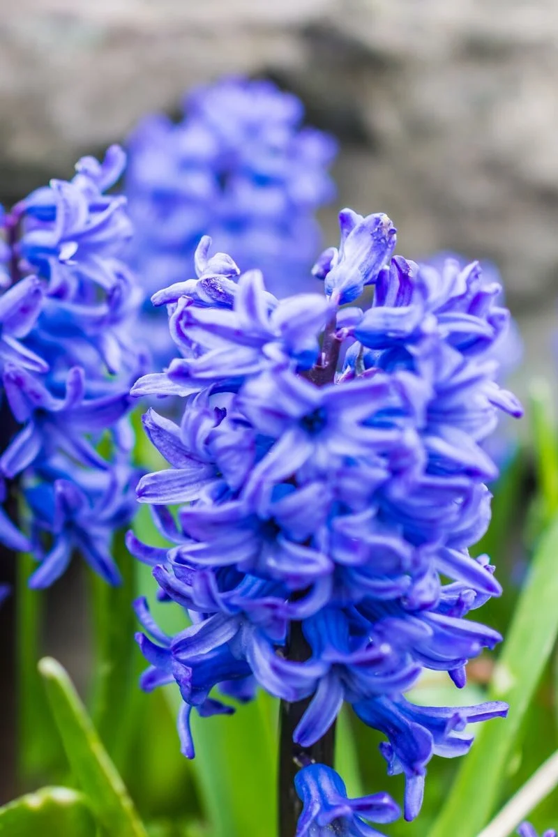 Hyacinth, Blue