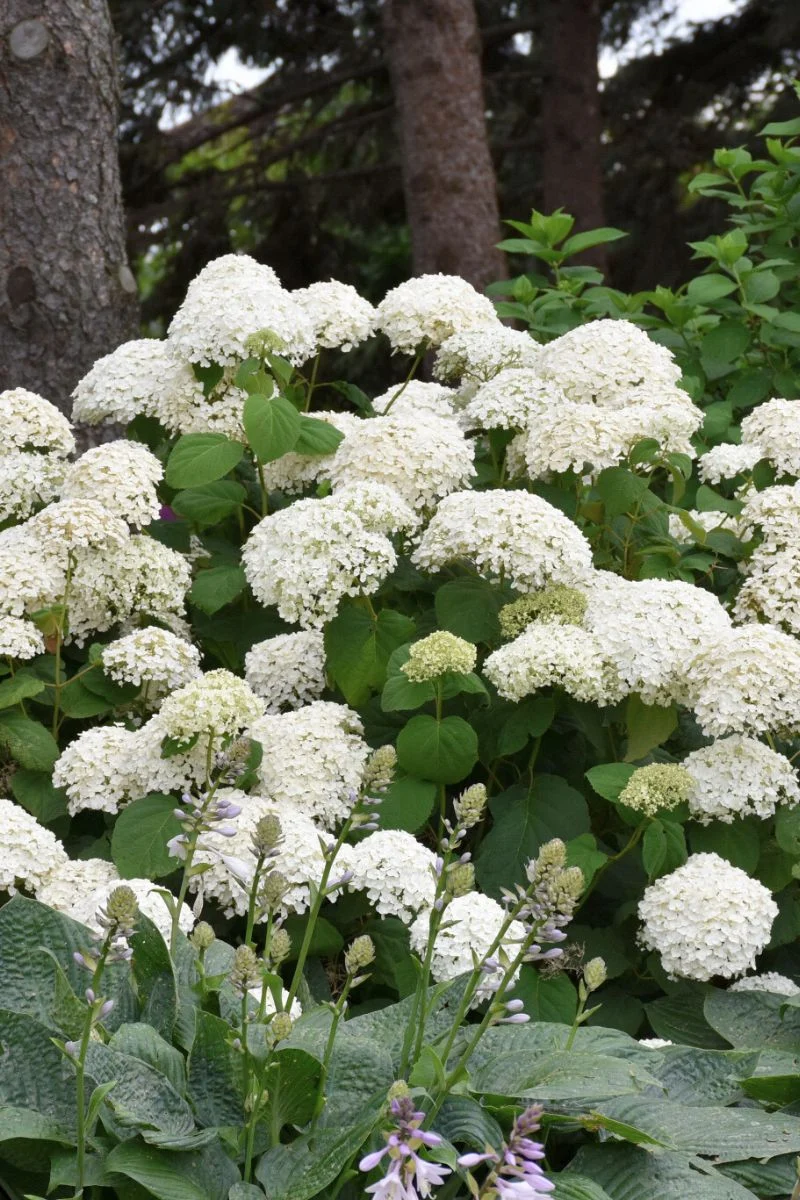 Hydrangea, Annabelle - Image 2