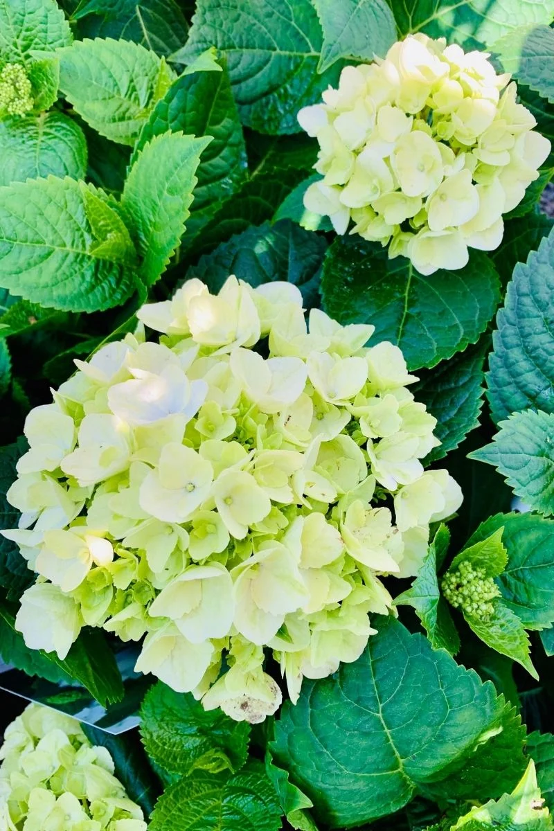 Hydrangea, Blushing Bride - Image 2