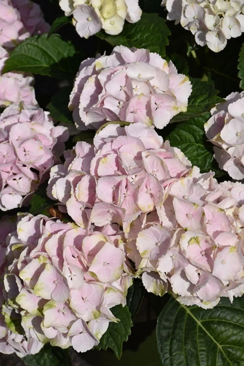 Hydrangea, Cape Lookout