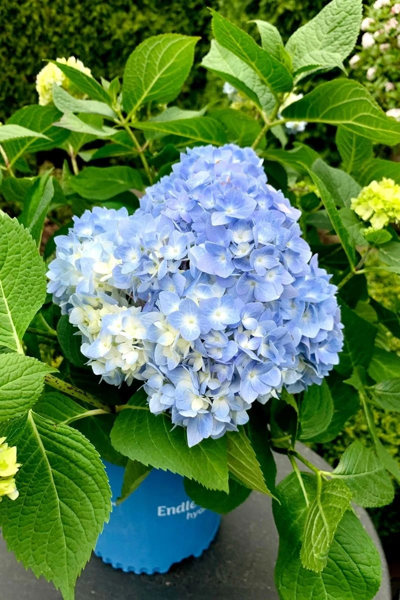 Hydrangea, Endless Summer - Image 2