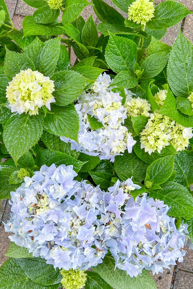 Hydrangea, Endless Summer - Image 3