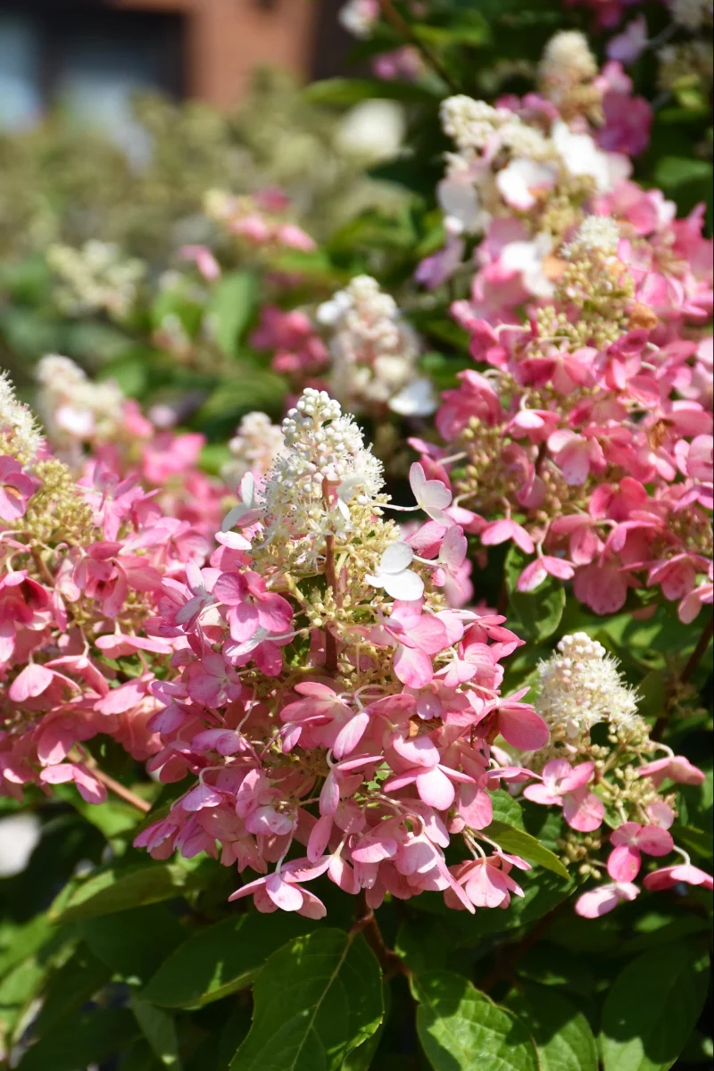 Hydrangea, Flare