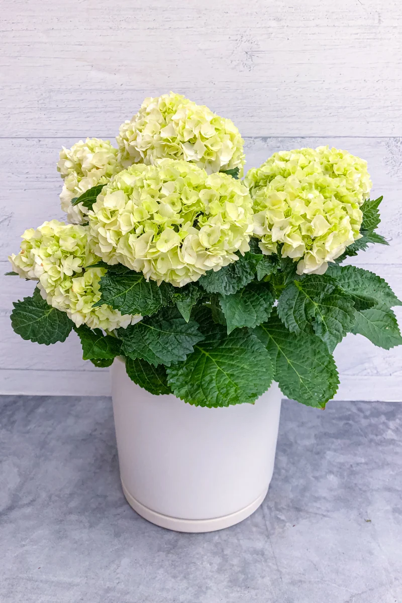 Hydrangea, Florist's White - Image 2