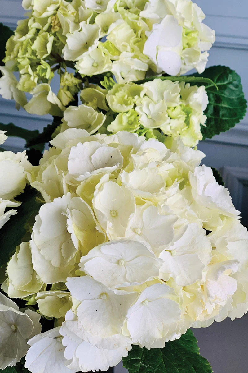 Hydrangea, Florist's White - Image 3