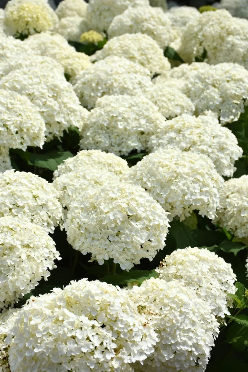 Hydrangea, Incrediball - Image 2