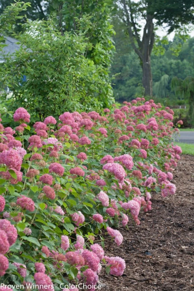 Hydrangea, Invincibelle Ruby