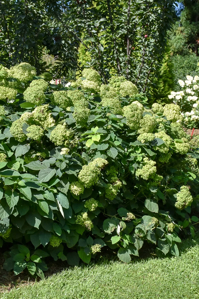 Hydrangea, Invincibelle Sublime - Image 2