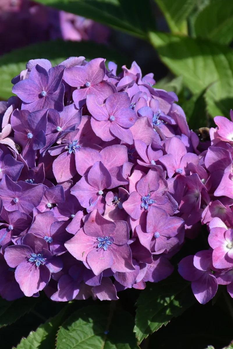 Hydrangea, Let's Dance Arriba