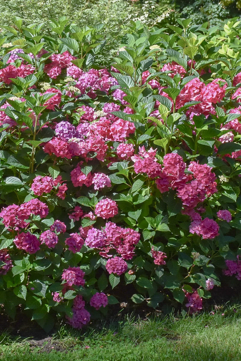 Hydrangea, Let's Dance Arriba - Image 2
