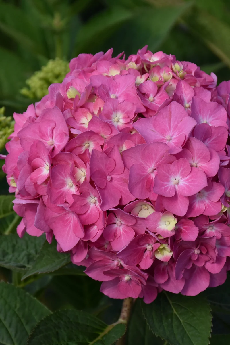 Hydrangea, Let's Dance Arriba - Image 3