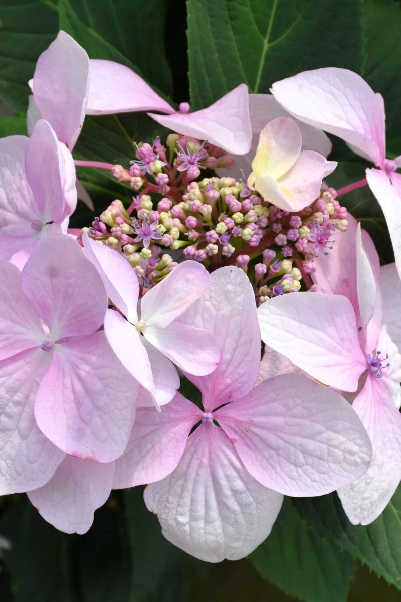Hydrangea, Let's Dance Diva - Image 2