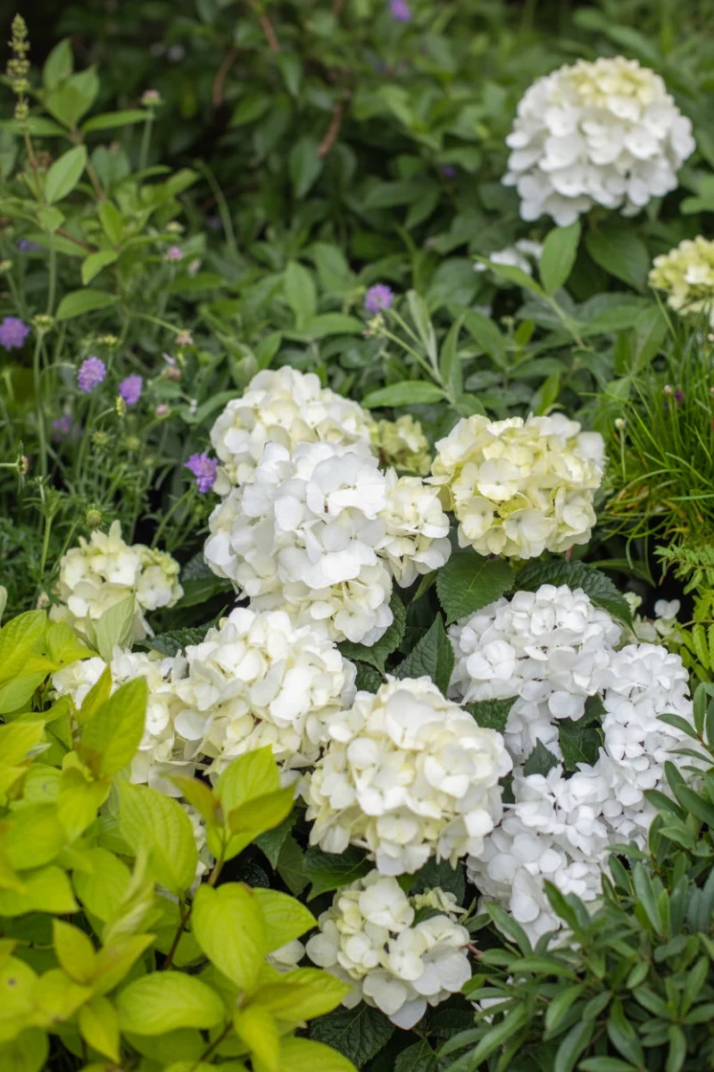 Hydrangea Macrophylla Dream Cloud - Image 2