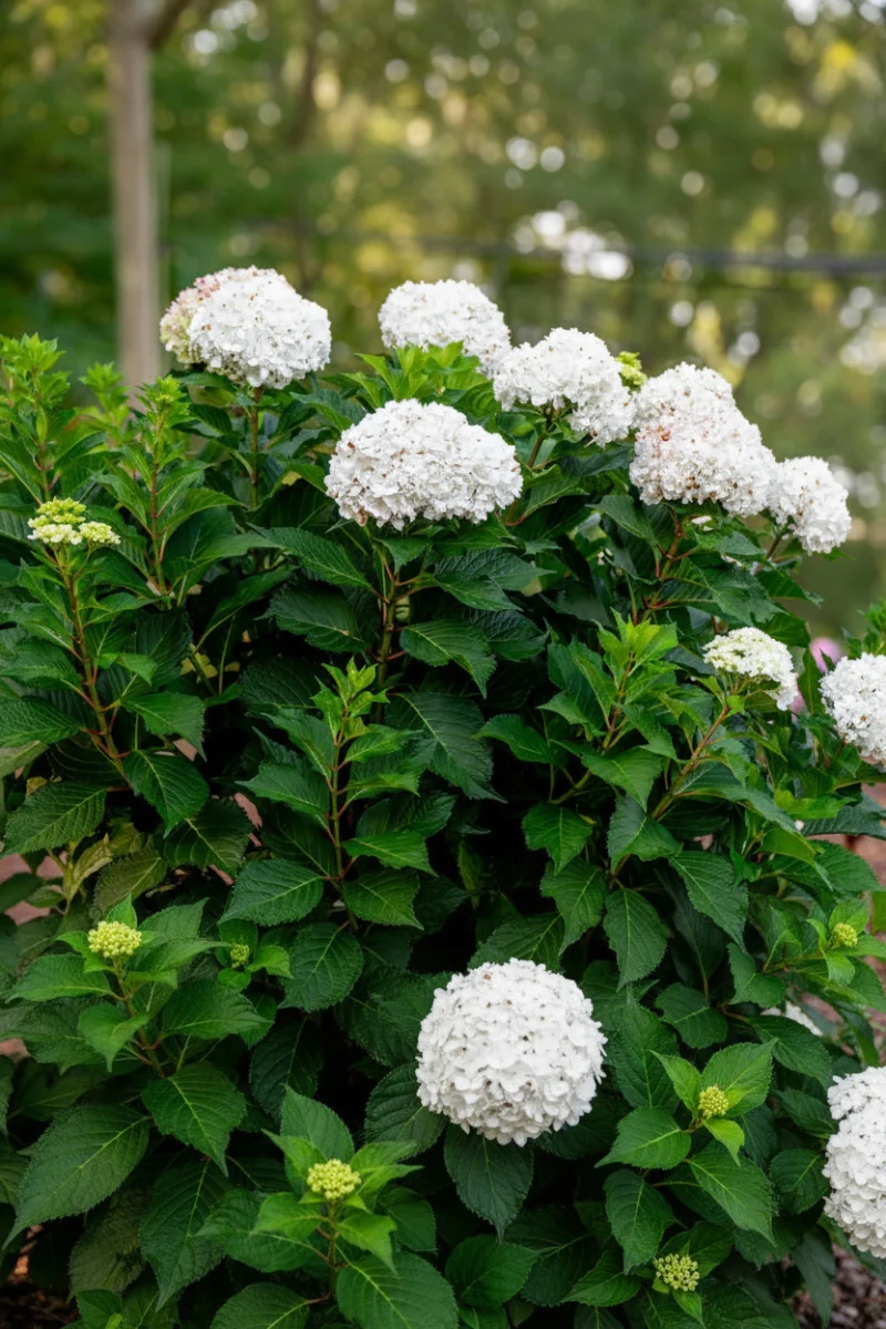 Hydrangea Macrophylla Dream Cloud - Image 3