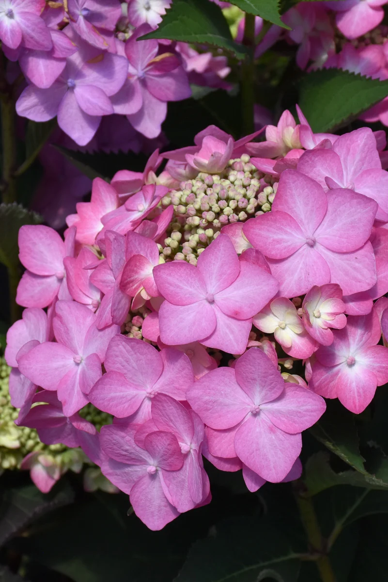 Hydrangea, Macrophylla Let's Dance Can Do