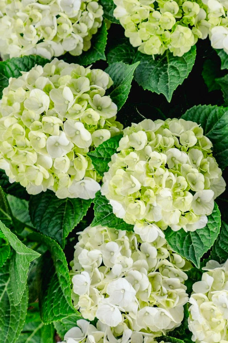 Hydrangea macroplylla Grin and Tonic - Image 2