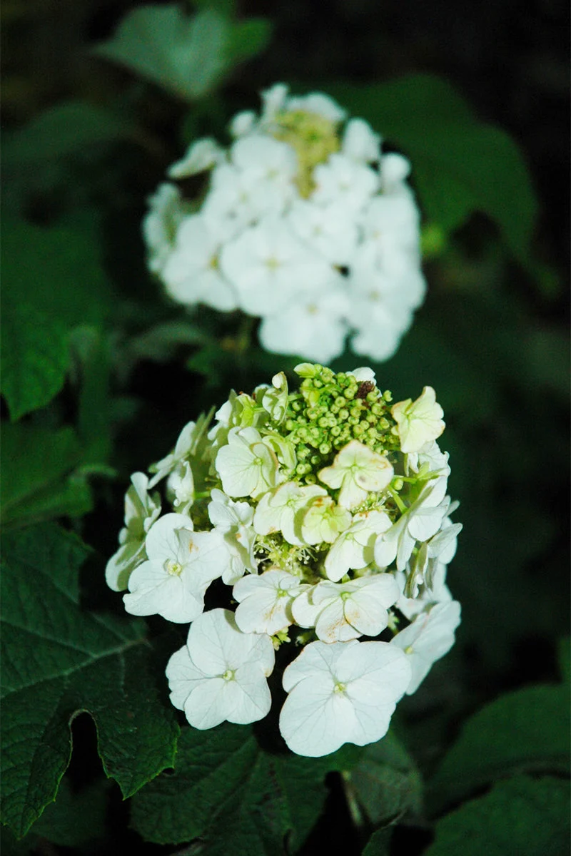 Hydrangea, Oakleaf Jetstream