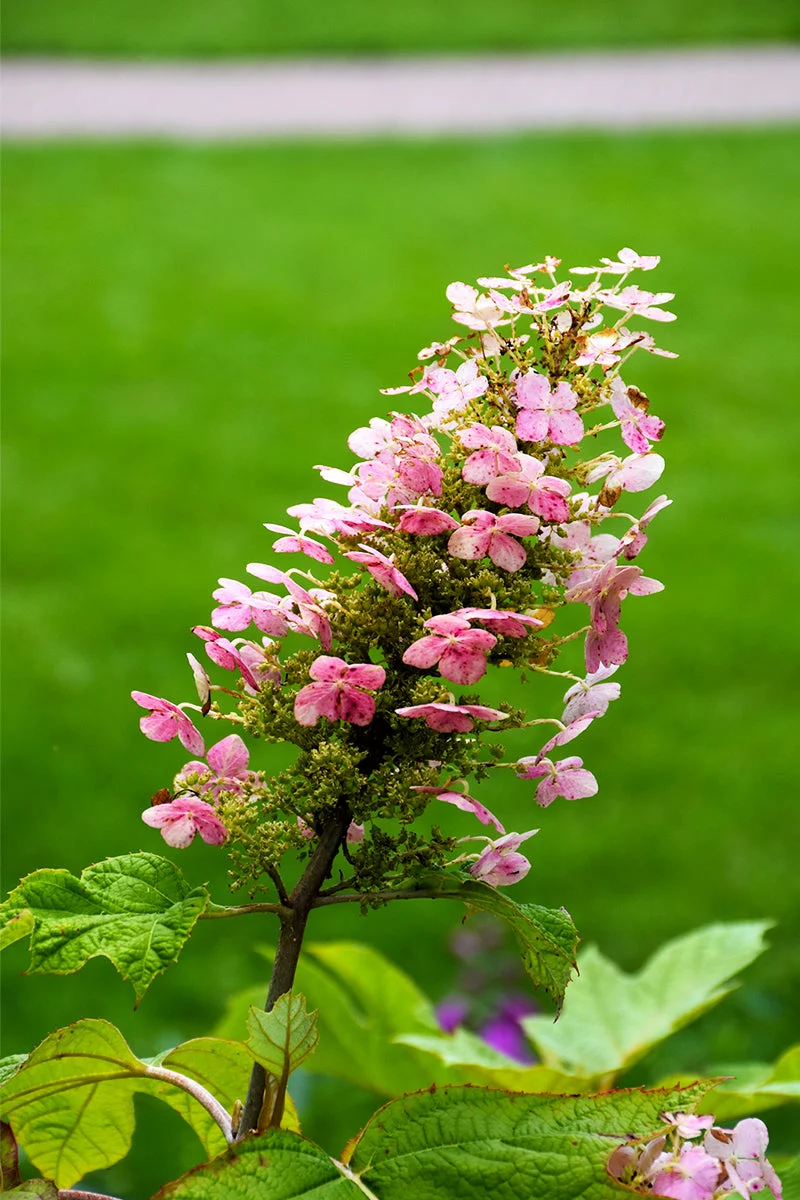 Hydrangea, Oakleaf Pee Wee