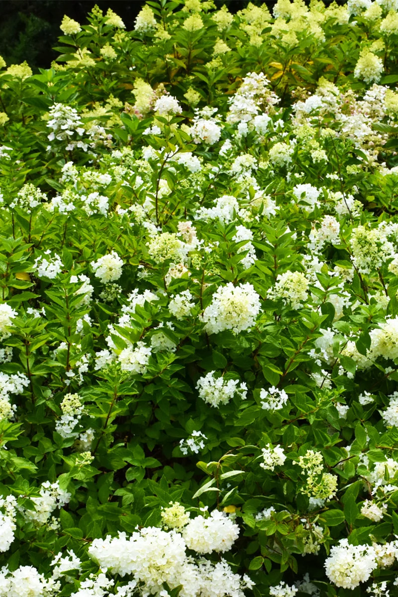 Hydrangea, Pan Bombshell