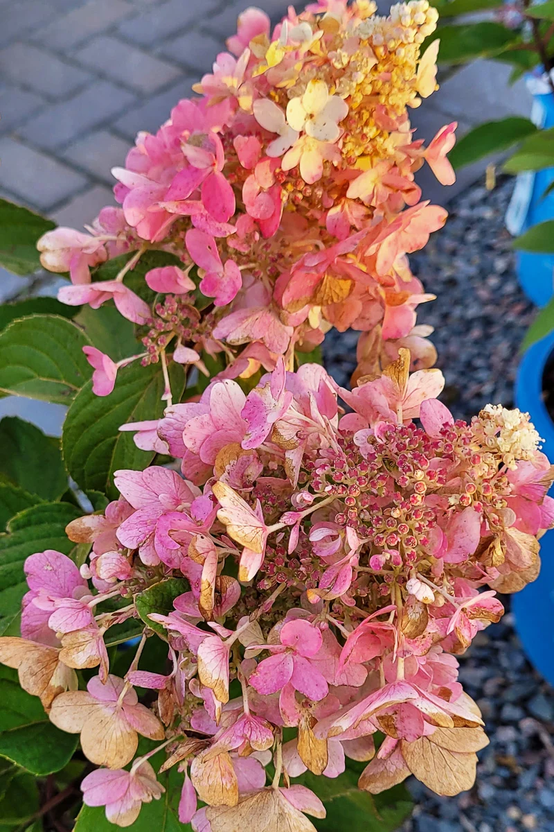 Hydrangea, Pan Candelabra - Image 2