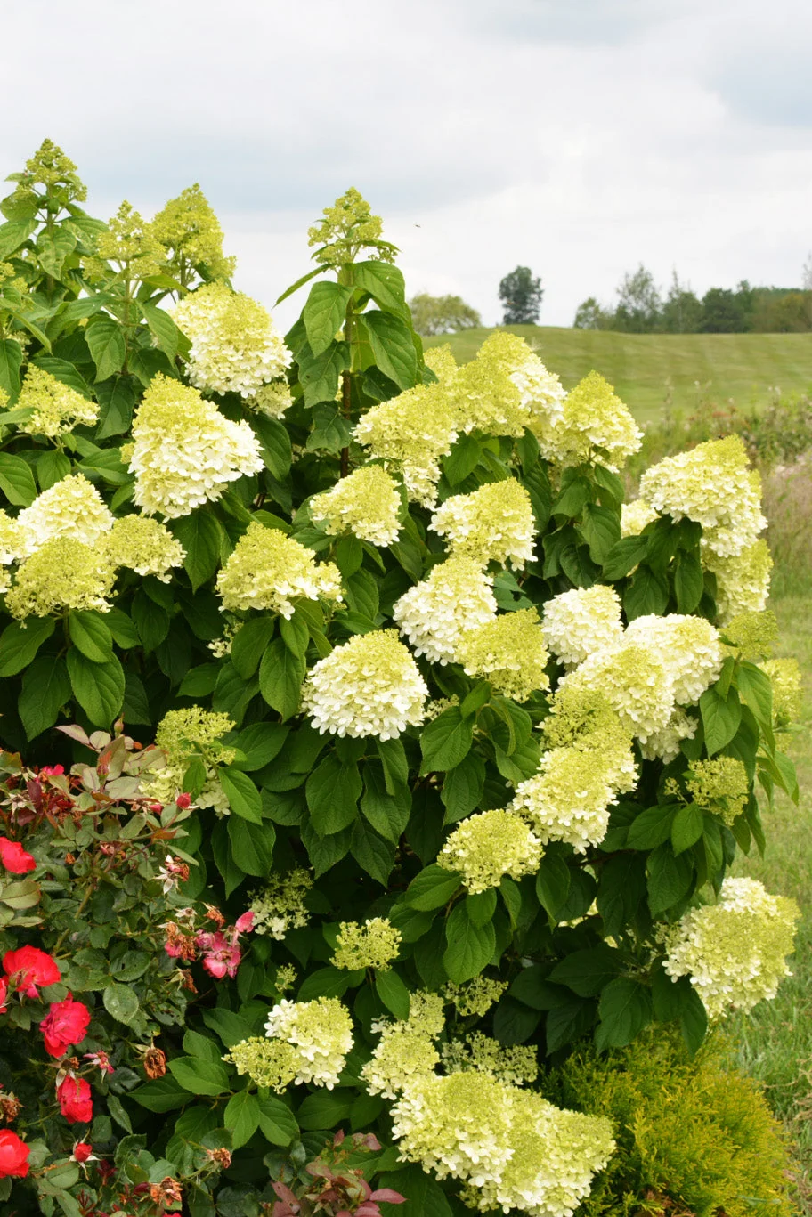 Hydrangea, Panicle Limelight - Image 2