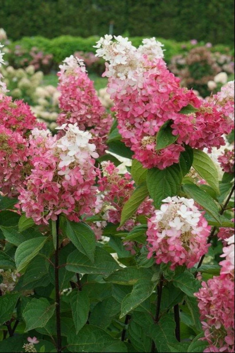 Hydrangea Panicle, Pinky Winky Prime