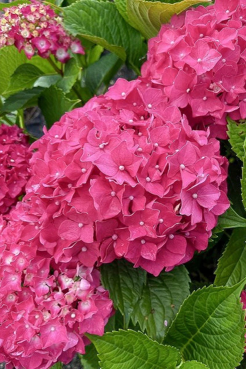 Hydrangea Macrophylla Pink Shira - Image 2