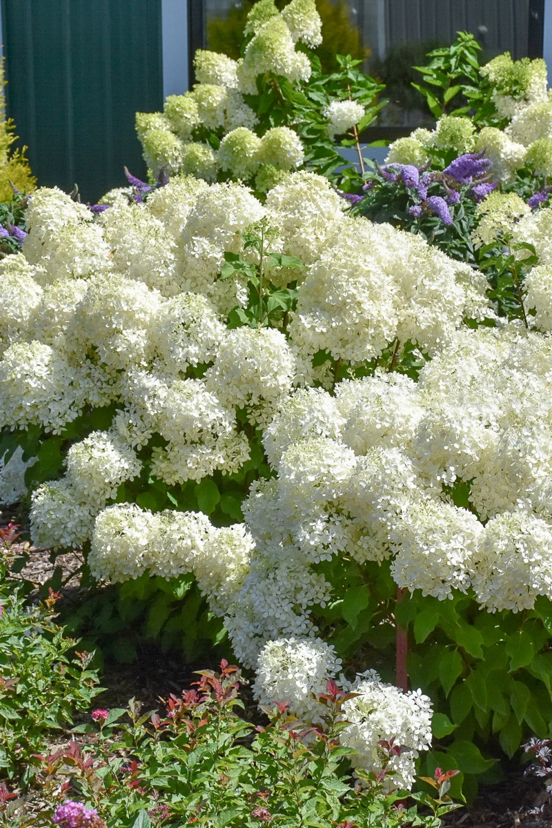 Hydrangea, Puffer Fish - Image 2