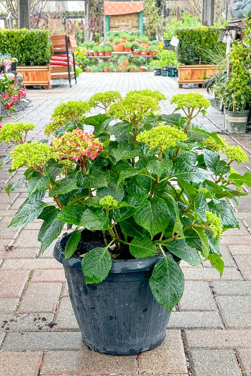 Hydrangea, Summer Crush - Image 2