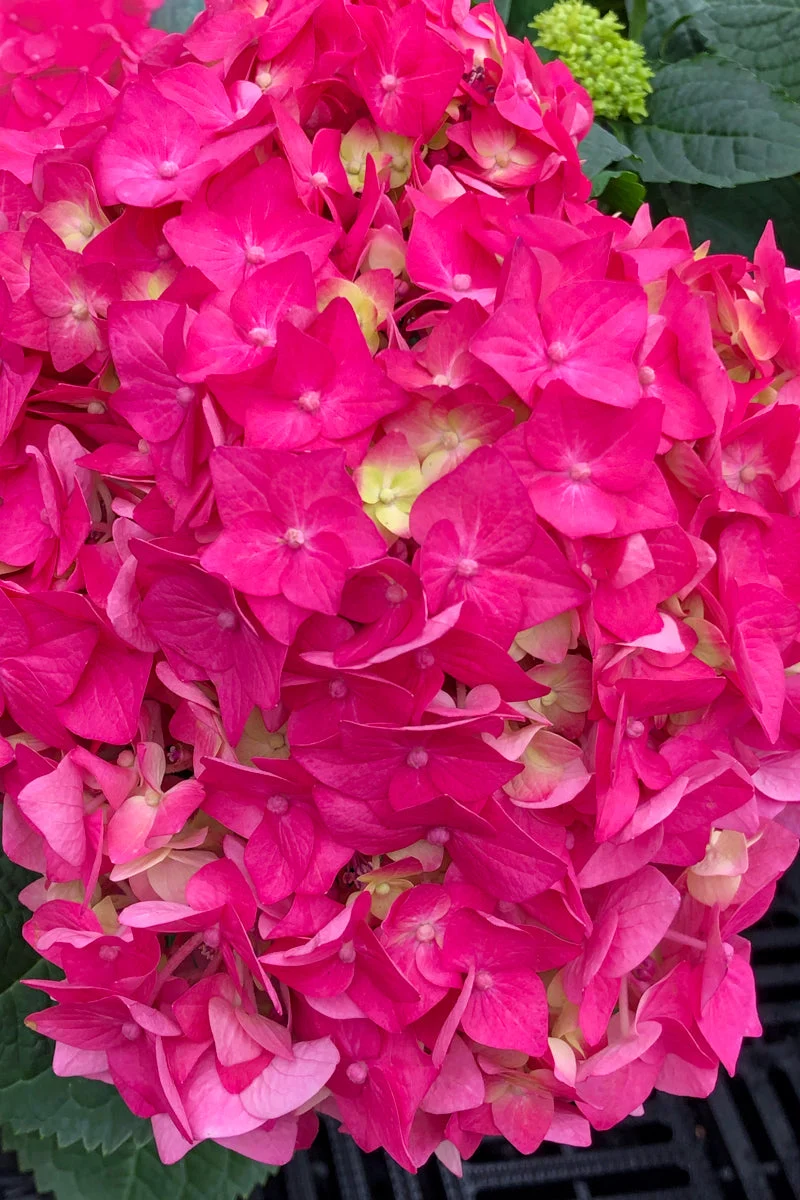 Hydrangea, Summer Crush - Image 3