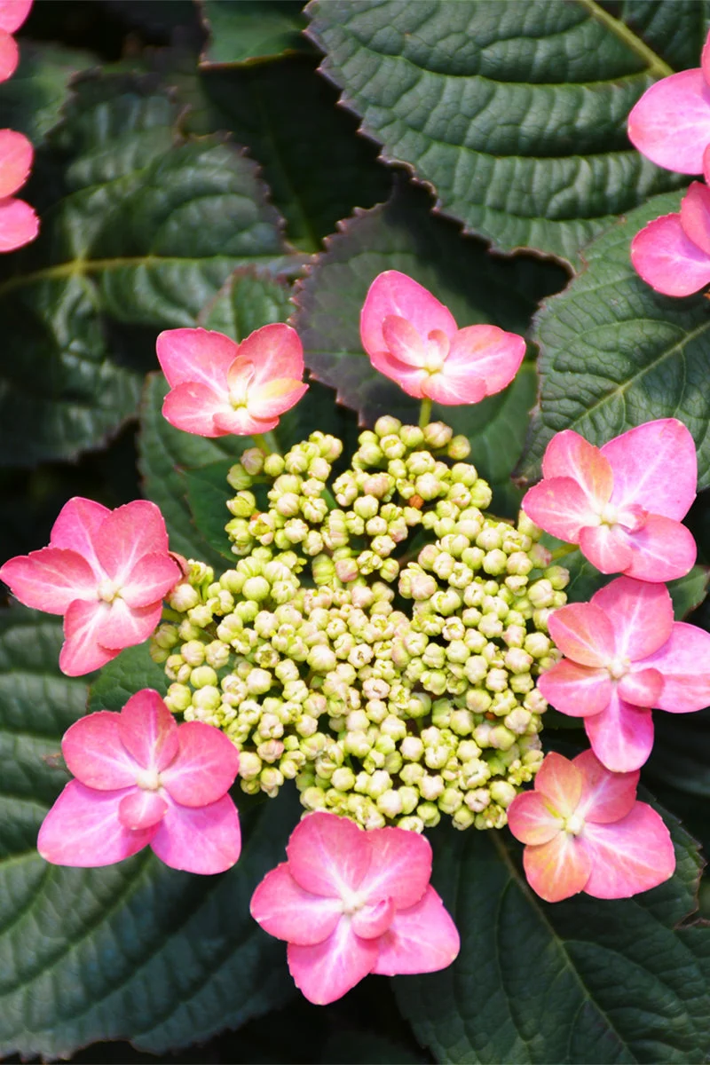 Hydrangea, Tuff Stuff Red