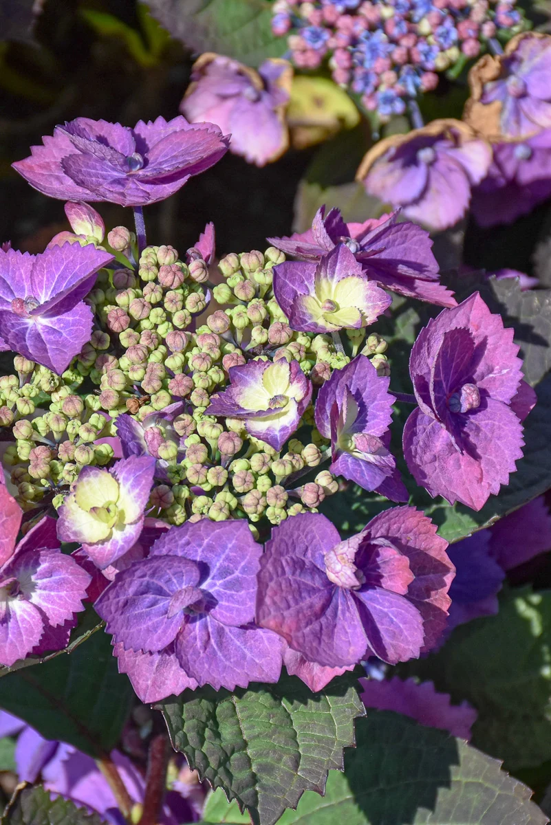 Hydrangea, Tuff Stuff Top Fun