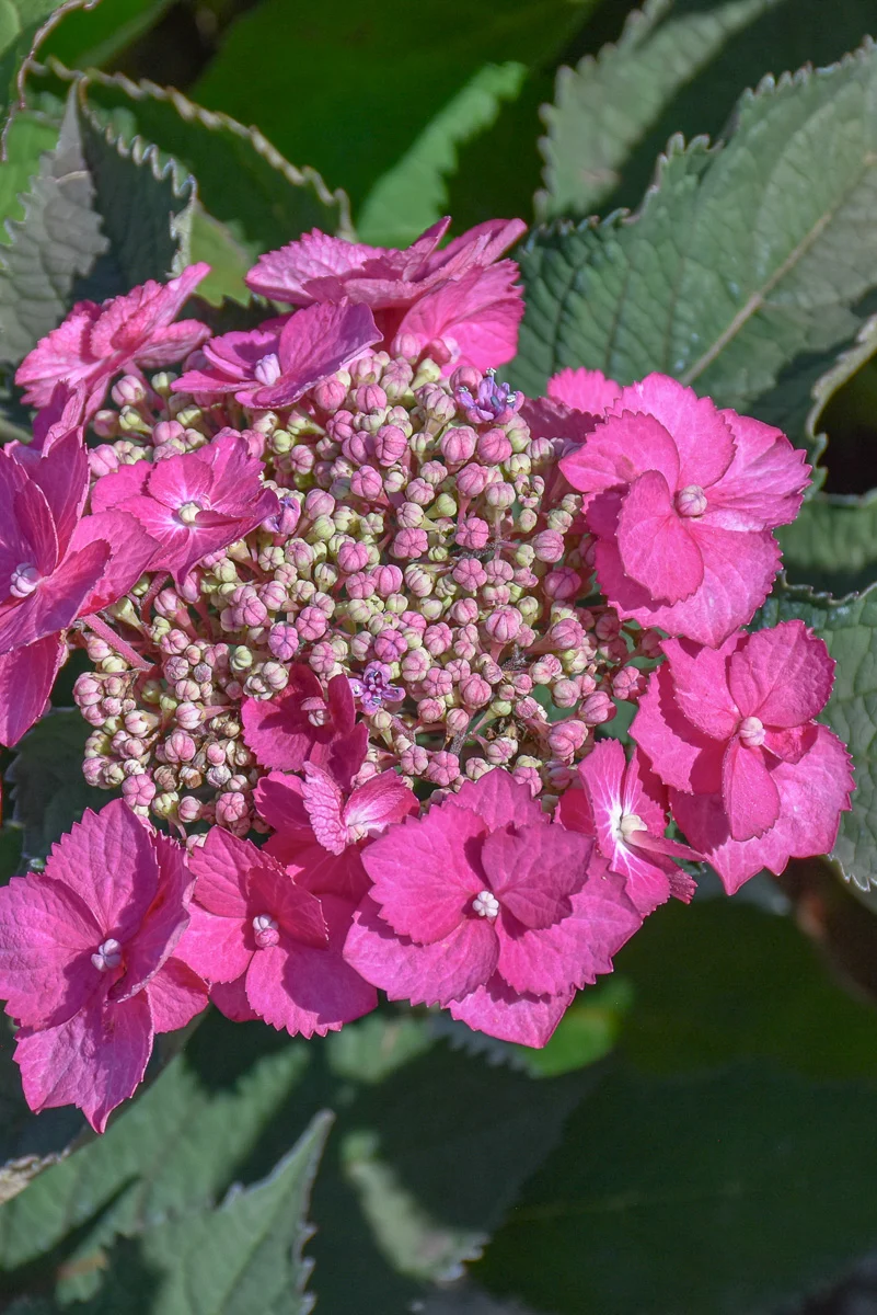 Hydrangea, Tuff Stuff Top Fun - Image 2