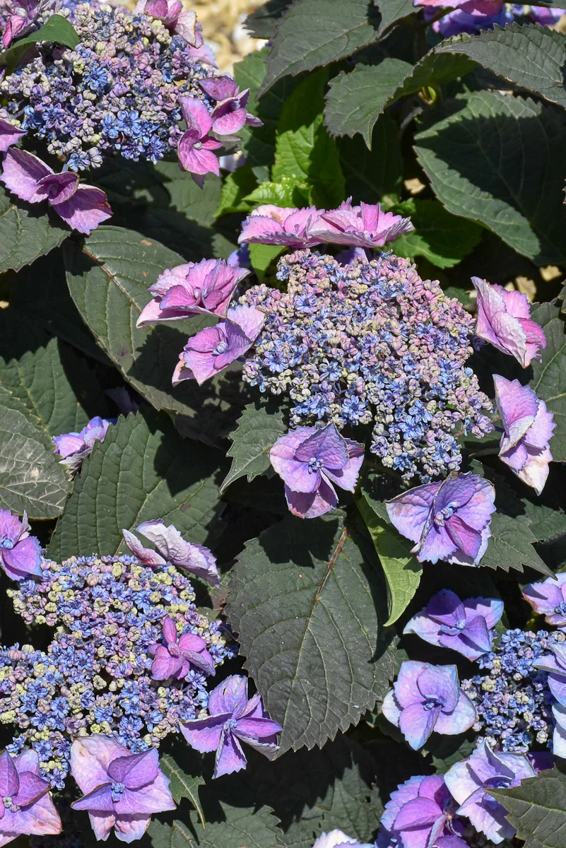 Hydrangea, Tuff Stuff Top Fun - Image 3