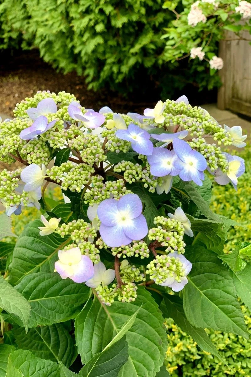 Hydrangea, Twist-N-Shout - Image 2