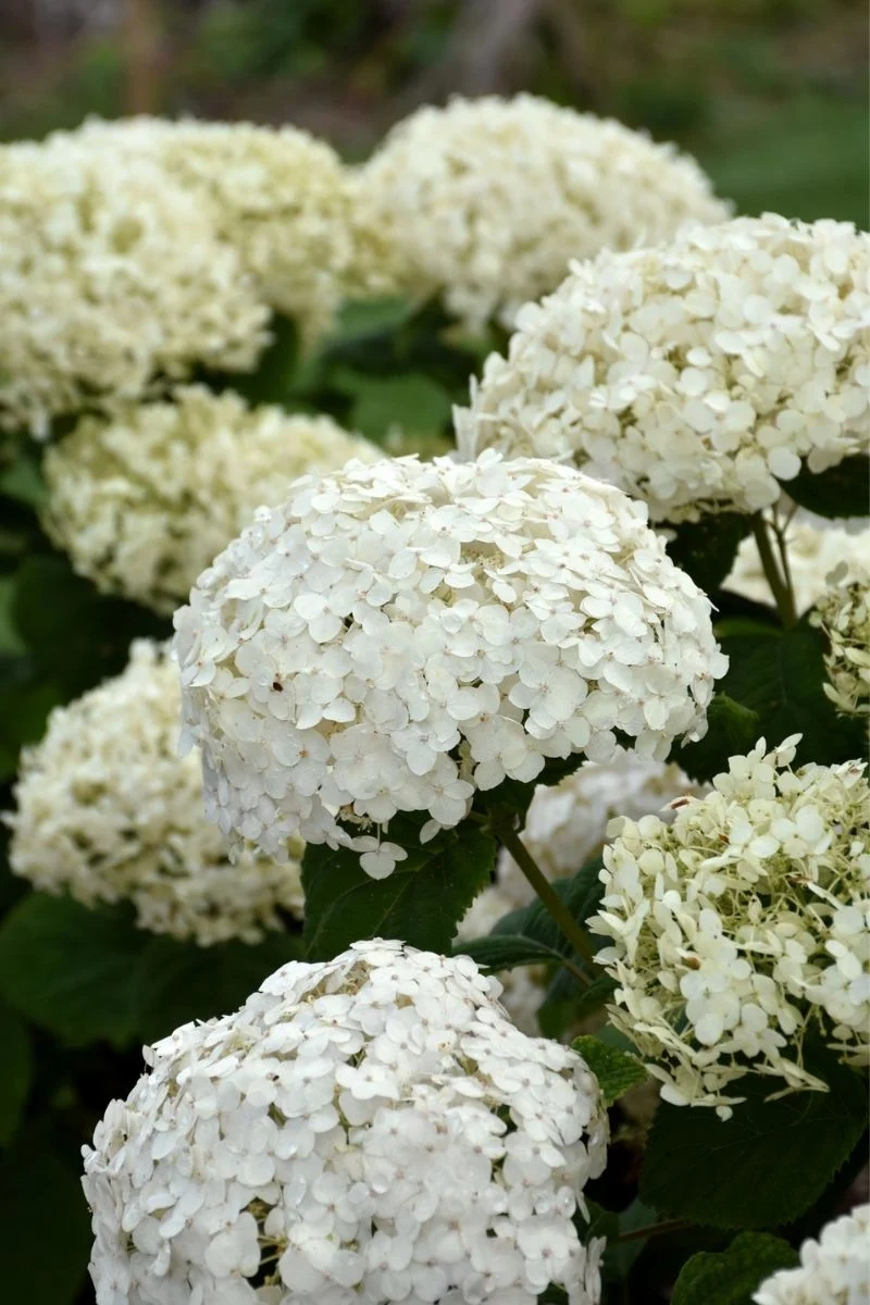 Hydrangea, Wee White