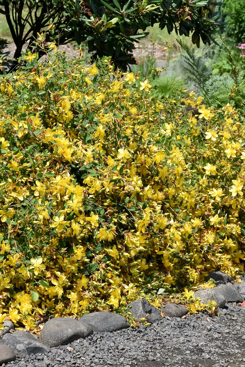 Hypericum, Hidcote - Image 2