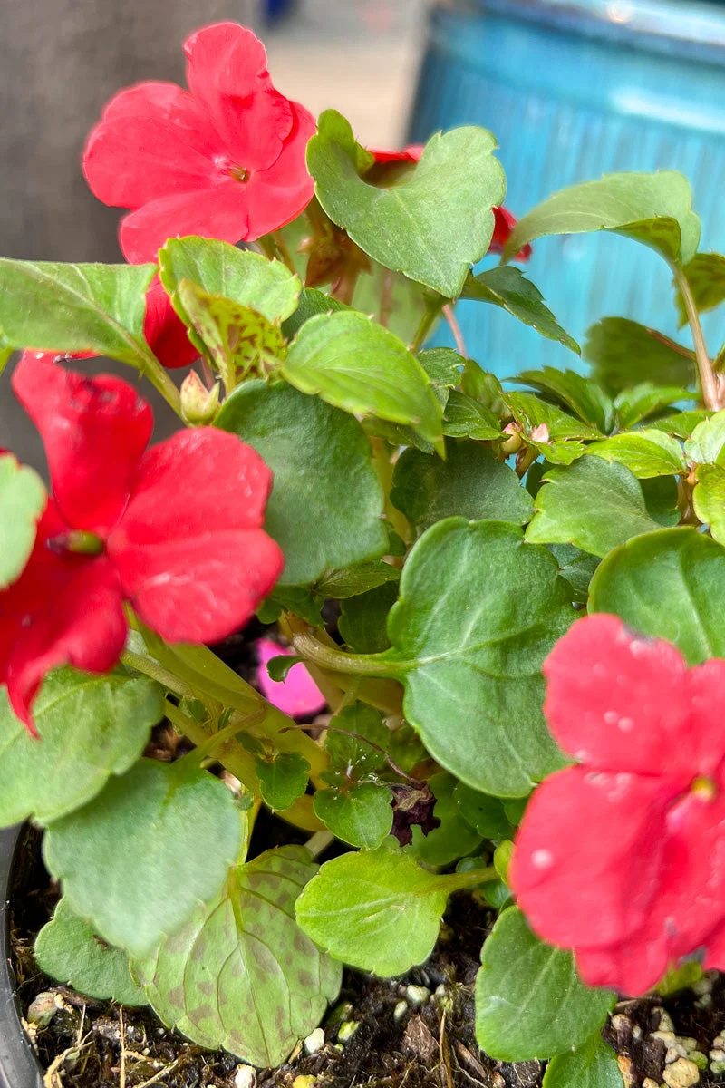 Impatiens, Imara Red