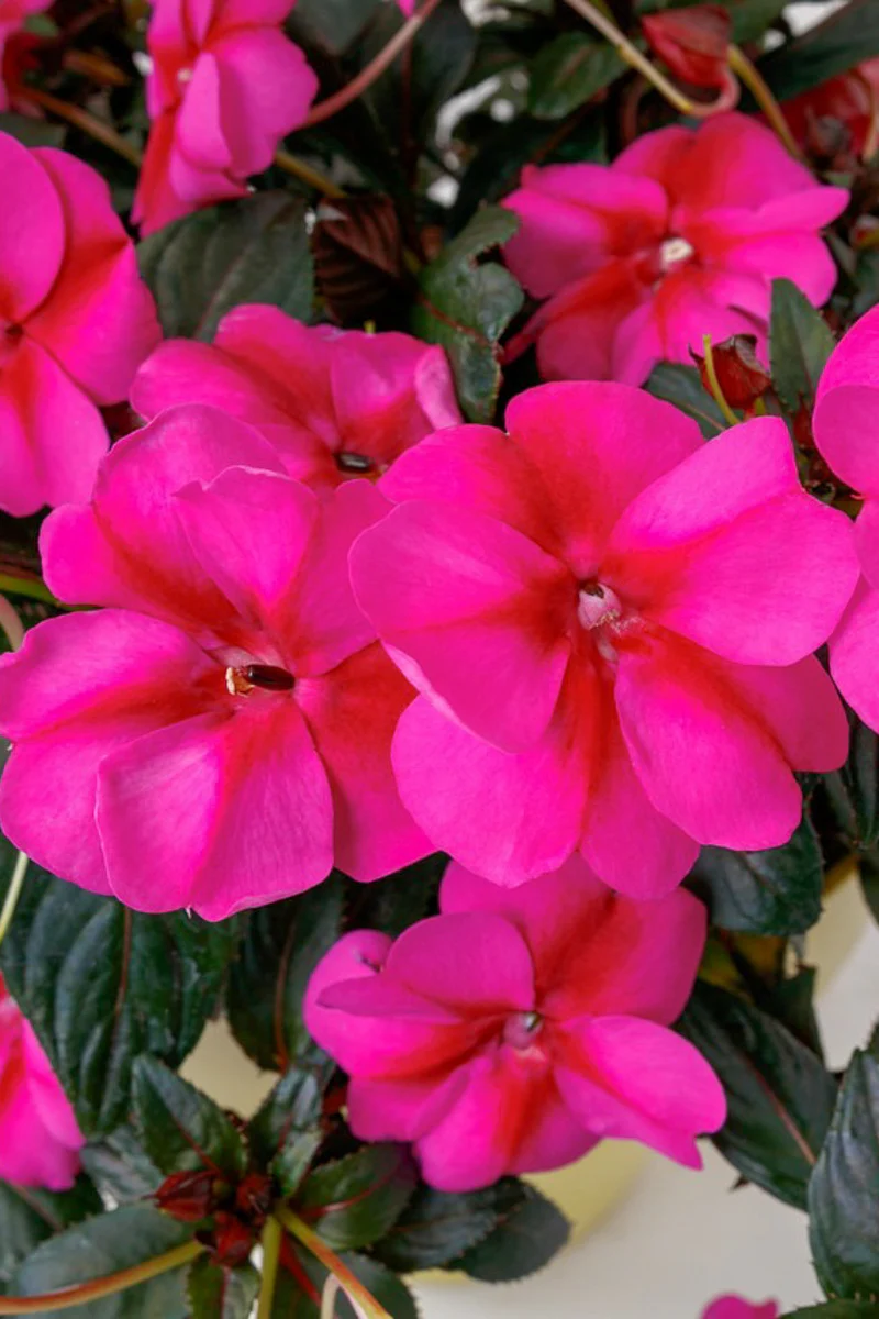 Impatiens, New Guinea Purple Candy