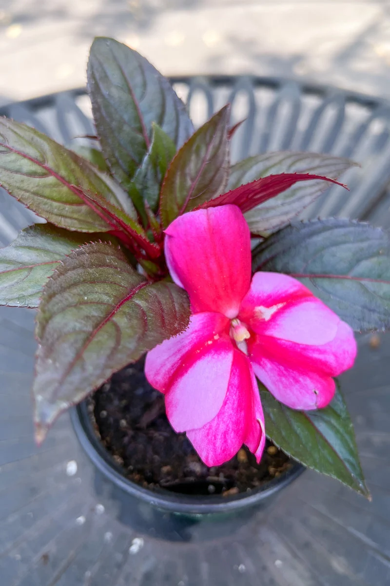 Impatiens, New Guinea Purple